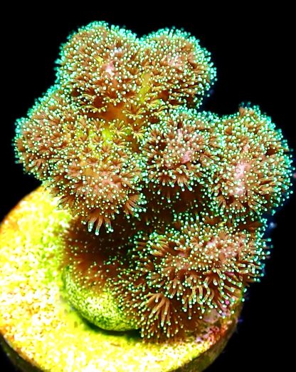 WYSIWYG Ultra Mixed SPS 3 Frag Pack - (9) - Image 4