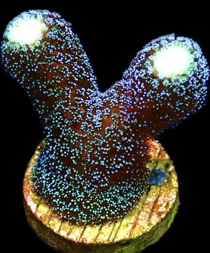 WYSIWYG Ultra Mixed SPS 3 Frag Pack - (9) - Image 3