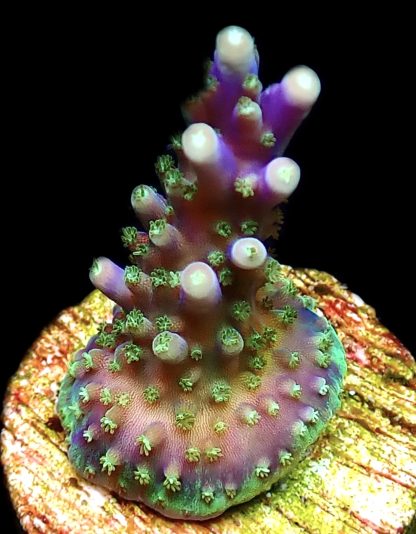 WYSIWYG Ultra Mixed SPS 3 Frag Pack - (10) - Image 4