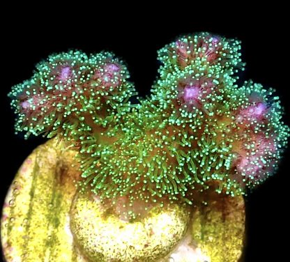 WYSIWYG Ultra Mixed SPS 3 Frag Pack - (10) - Image 3