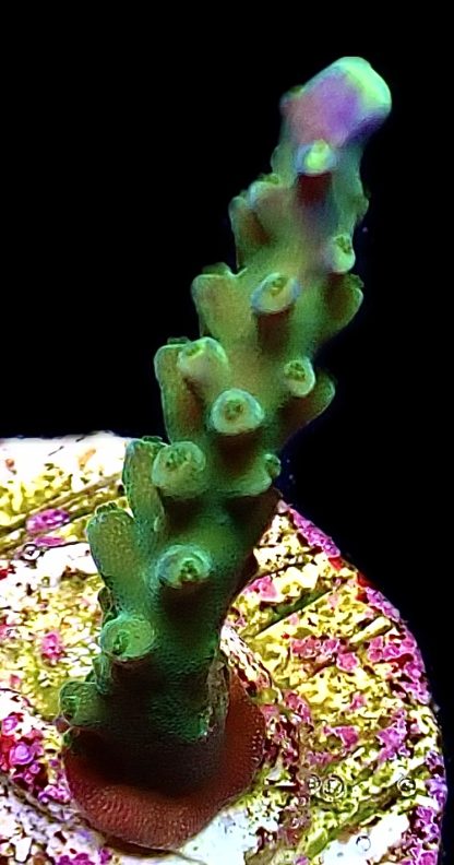 WYSIWYG  Ultra Acropora  3 Frag Pack - (1) - Image 4