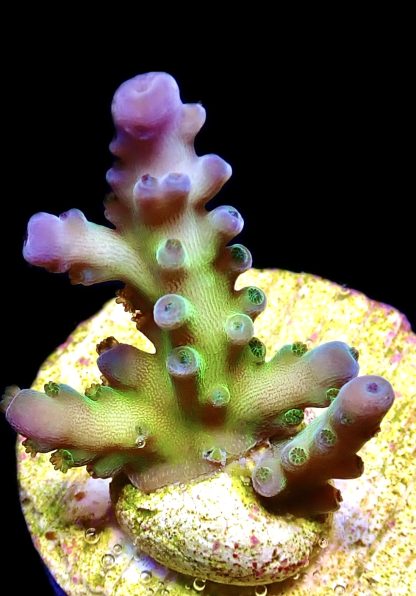 WYSIWYG Ultra Acropora  3 Frag Pack - (2) - Image 2