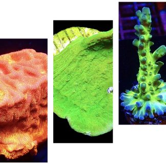 WYSIWYG Ultra Mixed SPS 3 Frag Pack - (6)