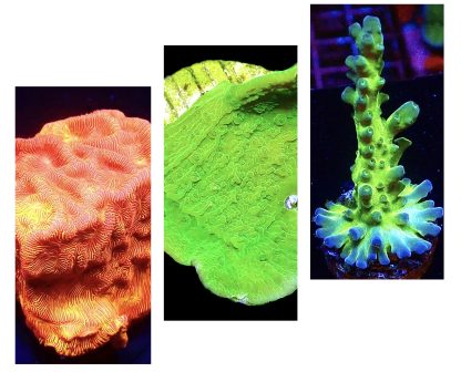 WYSIWYG Ultra Mixed SPS 3 Frag Pack - (6)