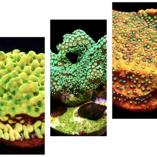 WYSIWYG Ultra Mixed SPS 3 Frag Pack - (7)