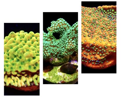 WYSIWYG Ultra Mixed SPS 3 Frag Pack - (7)