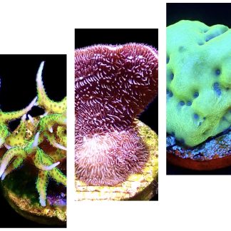 WYSIWYG Ultra Mixed SPS 3 Frag Pack - (8)