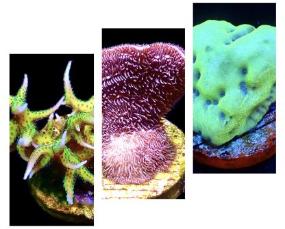 WYSIWYG Ultra Mixed SPS 3 Frag Pack - (8)