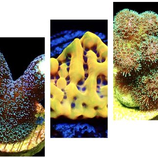 WYSIWYG Ultra Mixed SPS 3 Frag Pack - (9)