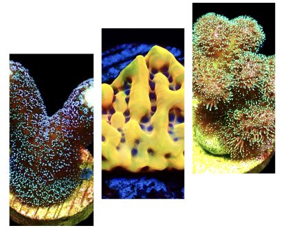 WYSIWYG Ultra Mixed SPS 3 Frag Pack - (9)