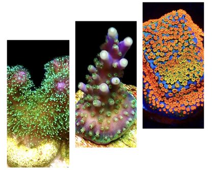WYSIWYG Ultra Mixed SPS 3 Frag Pack - (10)