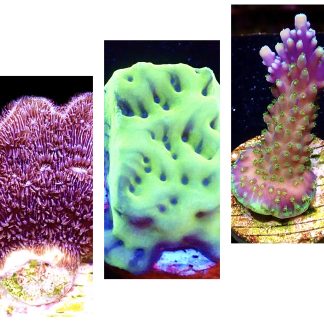 WYSIWYG Ultra Mixed SPS 3 Frag Pack - (11)
