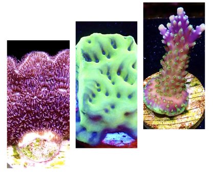 WYSIWYG Ultra Mixed SPS 3 Frag Pack - (11)