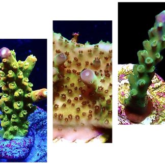 WYSIWYG  Ultra Acropora  3 Frag Pack - (1)