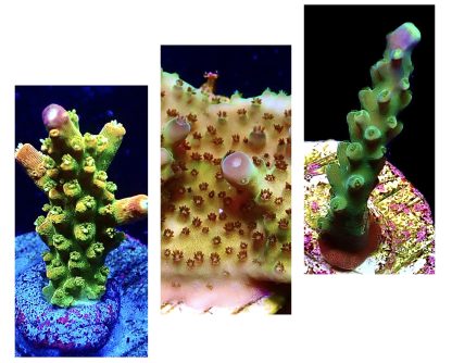 WYSIWYG  Ultra Acropora  3 Frag Pack - (1)