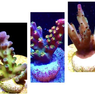 WYSIWYG Ultra Acropora  3 Frag Pack - (2)