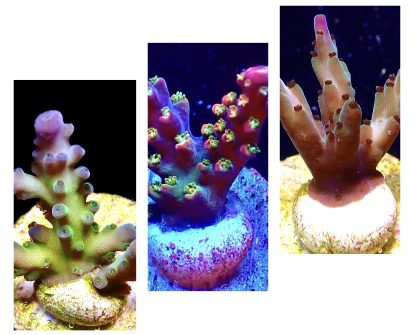 WYSIWYG Ultra Acropora  3 Frag Pack - (2)