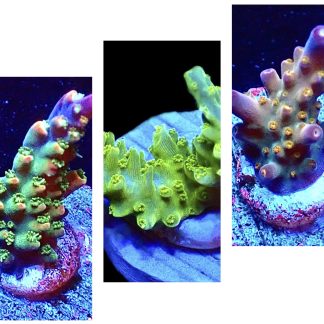 WYSIWYG Ultra Acropora  3 Frag Pack - (3)