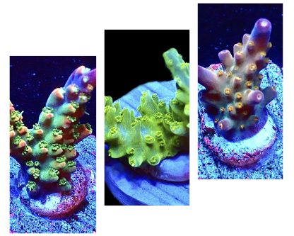 WYSIWYG Ultra Acropora  3 Frag Pack - (3)