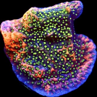WYSIWYG 25A Tropic Thunder Montipora Frag Large