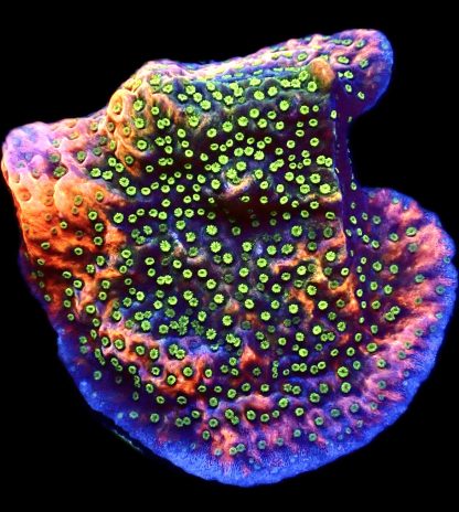 WYSIWYG 25A Tropic Thunder Montipora Frag Large