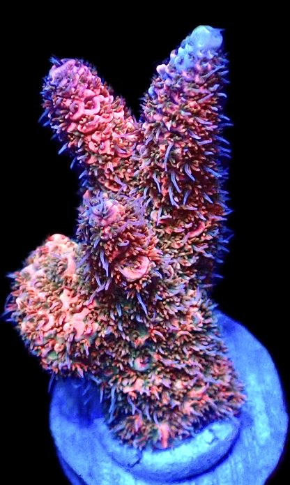 WYSIWYG 21J Rainbow Millepora Frag Large Extra Large