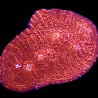 WYSIWYG 33B Hot Chilli Chalice Frag