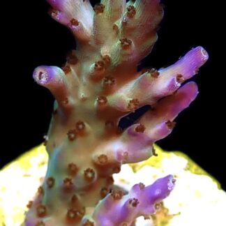 WYSIWYG 11G Pearlberry Acropora Frag