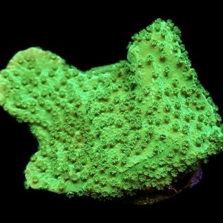 WYSIWYG 16K Bright Green Goblin Montipora Frag