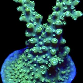 WYSIWYG 24G Rainbow Staghorn Acropora Large