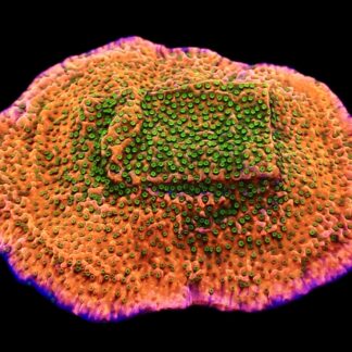 WYSIWYG L2 Tropic Thunder Montipora Colony (80mm)