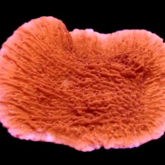 WYSIWYG 15D Orange Plating Montipora Frag Large