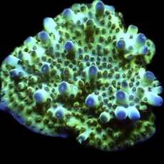 WYSIWYG 14E Tabling Acropora Large