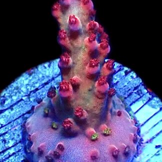 WYSIWYG 14H Berries And Cherries Acropora Frag   ***NEW***