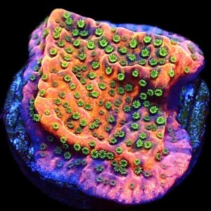 WYSIWYG M33 Tropic Thunder Montipora Frag