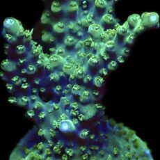 WYSIWYG 22E Rainbow Staghorn Acropora Large