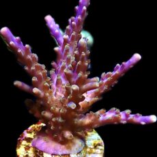 WYSIWYG 25E Magic Magenta Acropora Frag Extra Large