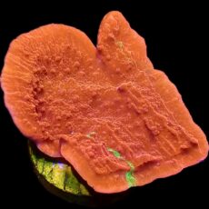 WYSIWYG 14A Grafted Orange/Green Montipora Capricornis Large