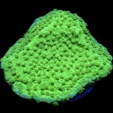 WYSIWYG 20i Green Goblin Montipora Frag