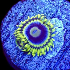 WYSIWYG 32A Blue Rhino Zoa