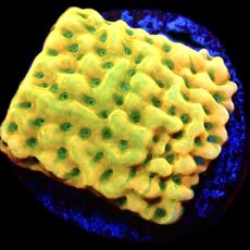 WYSIWYG 31A Kung Pao Montipora Frag