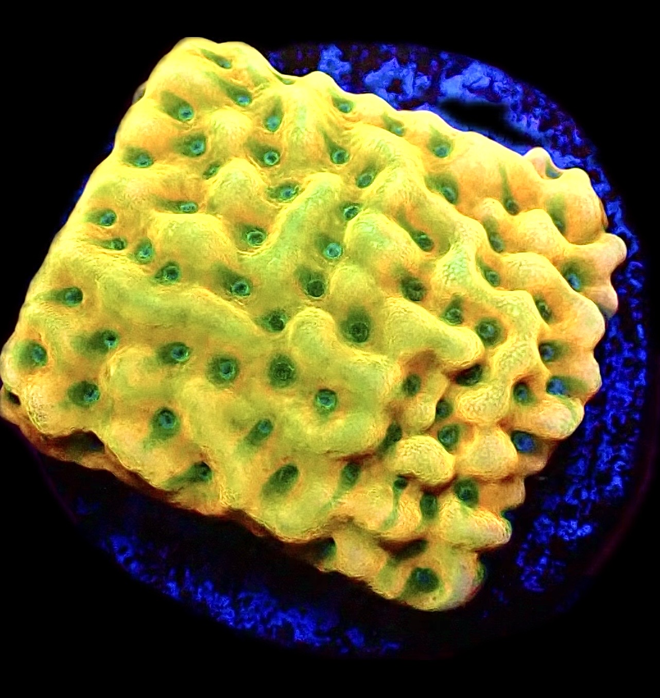 WYSIWYG 31A Kung Pao Montipora Frag