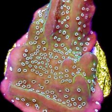 WYSIWYG 33A Montipora Undata Frag