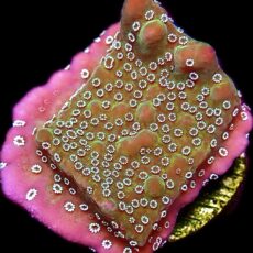 WYSIWYG 33B Montipora Undata Frag