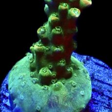 WYSIWYG M7 Bubblebath Unicorn Acropora Frag