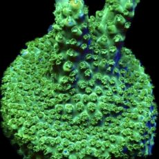 WYSIWYG 17F Bubblebath Unicorn Acropora Frag