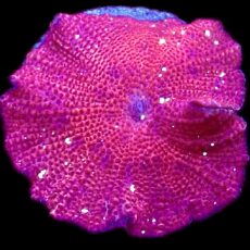 WYSIWYG 32D Flaming Hot Red / Yellow Spot Mushroom