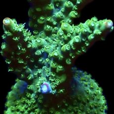 WYSIWYG 22E Rainbow Staghorn Acropora Large