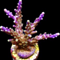 WYSIWYG 25E Magic Magenta Acropora Frag Extra Large