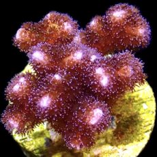 WYSIWYG 15A Cherry Tree Pocillopora Frag